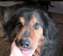 Foto CANE IN ADOZIONE: ARDIAN, simil bernese