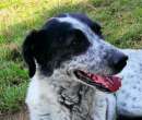 Foto CANE IN ADOZIONE: ESCAPE, taglia media.