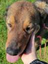 Foto CANE IN ADOZIONE: GIOIELLO un amore di cane.