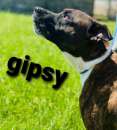 Foto Cane in adozione - Gipsy simil bullo terrier