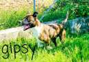 Foto Cane in adozione - Gipsy simil bullo terrier