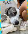 Foto CANE IN ADOZIONE - MAX 5 ANNI TAGLIA MEDIO GRANDE SUI 25 KG Foto CANE IN ADOZIONE - MAX 5 ANNI TAGLIA MEDIO GRANDE SUI 25 KG