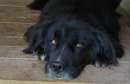 Foto CANE IN ADOZIONE: NADAL, adorabile tenerone. Foto CANE IN ADOZIONE: NADAL, adorabile tenerone.