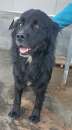 Foto CANE IN ADOZIONE: NADAL, giovane simil terranova. Foto CANE IN ADOZIONE: NADAL, giovane simil terranova.