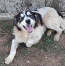 Foto CANE IN ADOZIONE: PEGGY