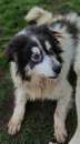 Foto CANE IN ADOZIONE: PEGGY, dolce e determinata. Foto CANE IN ADOZIONE: PEGGY, dolce e determinata.