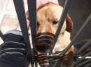 Foto CANE IN ADOZIONE: Sandokan, taglia media