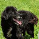 Foto CANE IN ADOZIONE: TABOO: un dolce batuffolo