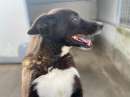 Foto CANE IN ADOZIONE: ZAMPA BIANCA e i suoi calzini. Foto CANE IN ADOZIONE: ZAMPA BIANCA e i suoi calzini.