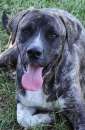 Foto CANE IN ADOZIONE: ZENO, nato a marzo 2022 Foto CANE IN ADOZIONE: ZENO, nato a marzo 2022