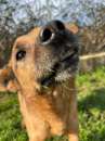 Foto CANE TAGLIA PICCOLA IN ADOZIONE - TIMON