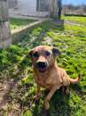 Foto CANE TAGLIA PICCOLA IN ADOZIONE - TIMON