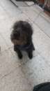 Foto Cani