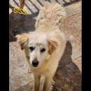 Foto CANILE DI 3.000 CANI I POST SONO LA LORO UNICA POSSIBILITA' DI VISIBILITA'