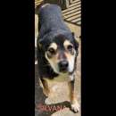 Foto CANILE DI 3.000 CANI I POST SONO LA LORO UNICA POSSIBILITA' DI VISIBILITA'