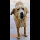 Foto CANILE DI 3.000 CANI I POST SONO LA LORO UNICA POSSIBILITA' DI VISIBILITA'