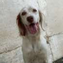 Foto CANNELLA CANE FEMMINA SETTER 2 ANNI