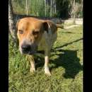 Foto CASPER ALLERGRO E SOCIEVOLE; CANE IN ADOZIONE