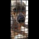 Foto CASPER ALLERGRO E SOCIEVOLE; CANE IN ADOZIONE