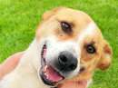Foto CATELLO: cagnolino in adozione Foto CATELLO: cagnolino in adozione