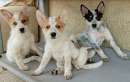 Foto Cattle dog 2 mesi taglia media