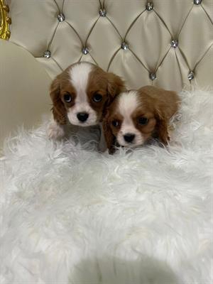 Foto Cavalier King cuccioli