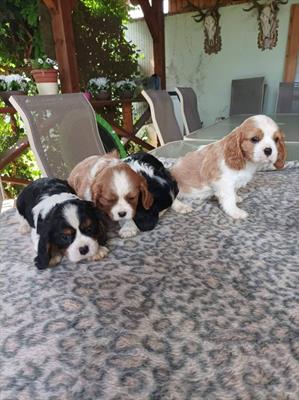 Foto Cavalier King maschietti