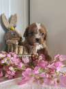 Foto cavalier king ruby pedigree enci