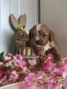 Foto cavalier king ruby pedigree enci