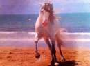Foto cavallo andaluso