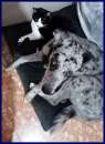 Foto CHANY adorabile brava cucciolona - 24kg