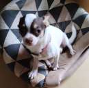 Foto CHICCO cucciolo Chihuahua un tesoro!Adoz. del cuore