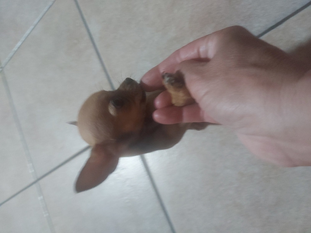 Foto Chihuahua