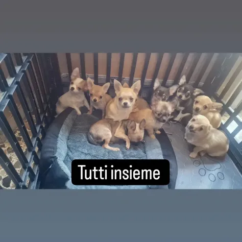 Foto Chihuahua