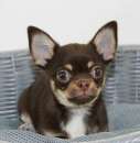 Foto Chihuahua a pelo corto con Pedigree ENCI
