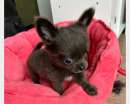 Foto Chihuahua bambolina Blu