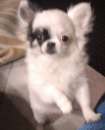 Foto Chihuahua bianca a pelo lungo