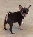 Foto Chihuahua con pedigree Enci