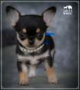 Foto Chihuahua cuccioli pedigree enci