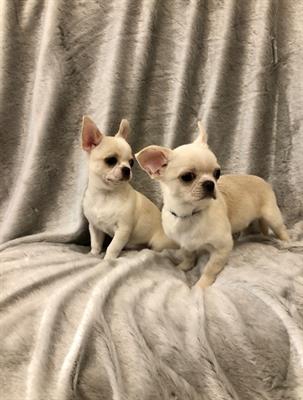 Foto Chihuahua cuccioli pelo corto