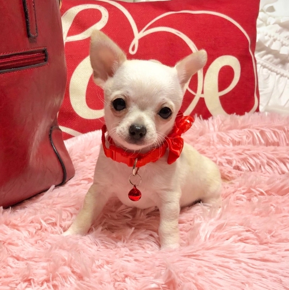 Foto Chihuahua cuccioli per l'adozione