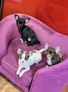 Foto Chihuahua cuccioli taglia mini