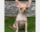 Foto Chihuahua  cuccioli toy nocciola - 50%