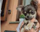 Foto Chihuahua cucciolo pedigree ENCI