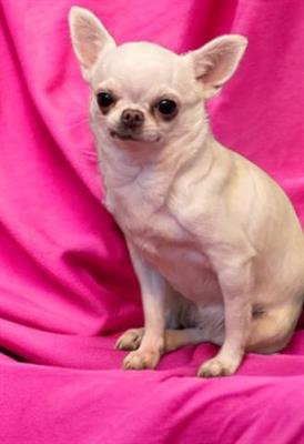 Foto Chihuahua femmina di due mesi e mezzo