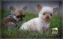 Foto Chihuahua femmine e maschietti