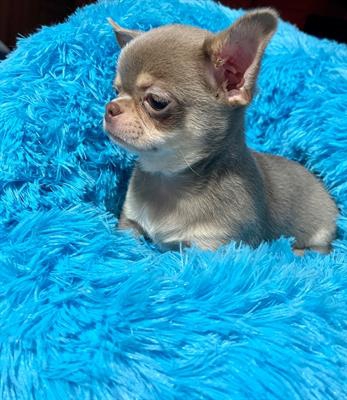 Foto Chihuahua lillac tan maschio