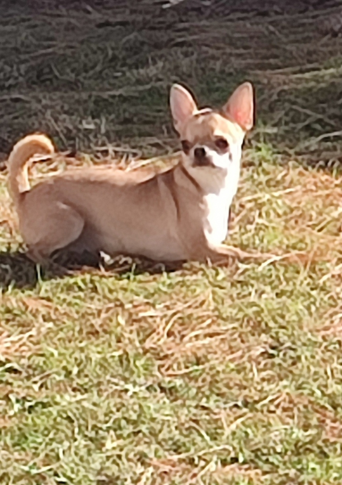 Foto Chihuahua maschio 
