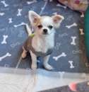 Foto Chihuahua maschio a pelo lungo
