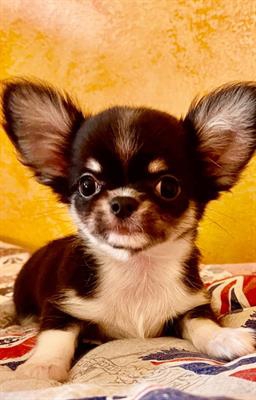 Foto Chihuahua maschio a pelo lungo